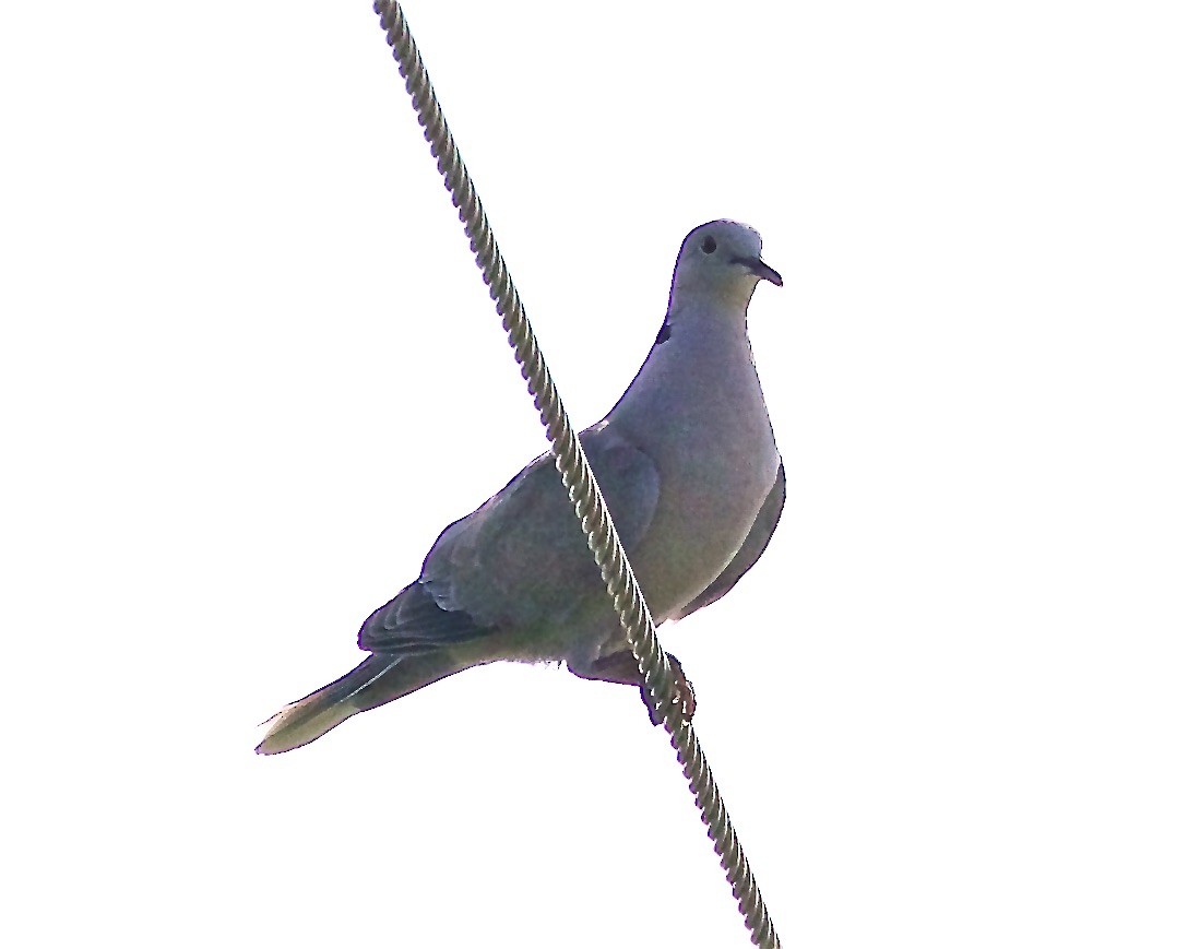 Eurasian Collared-Dove - ML352404601
