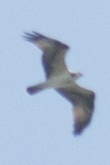 Águila Pescadora - ML35240551