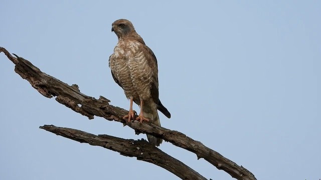 Dark Chanting-Goshawk - ML352405841