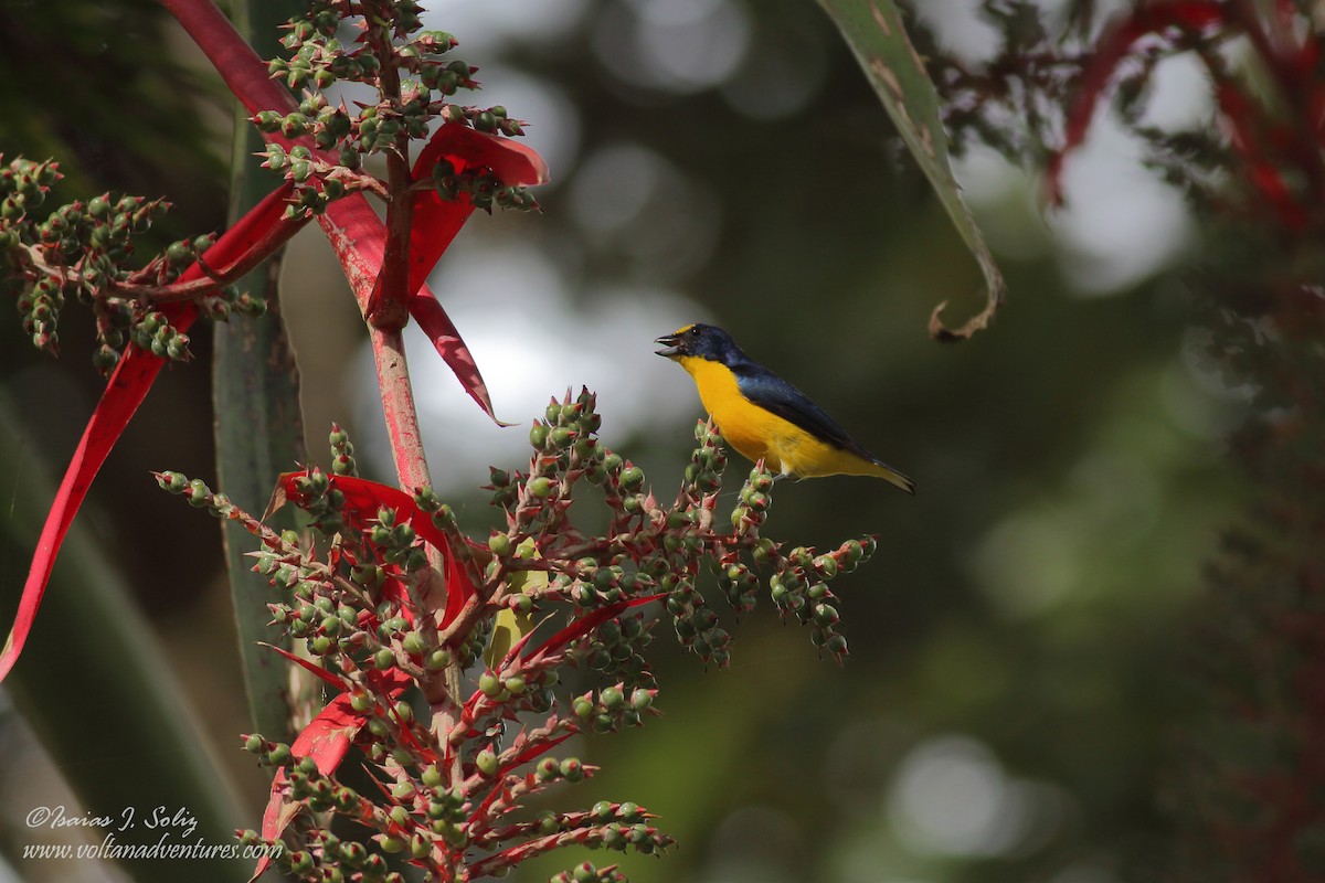 Yellow-throated Euphonia - ML352405901