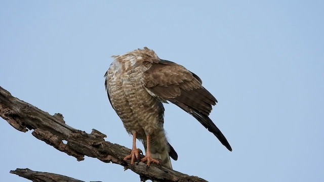 Dark Chanting-Goshawk - ML352405981