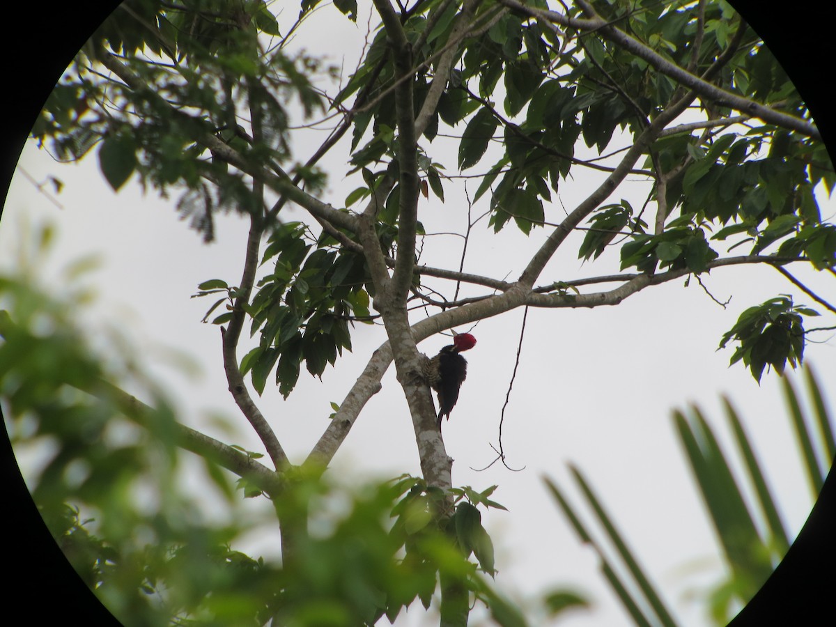 Pale-billed Woodpecker - Shawn Loewen