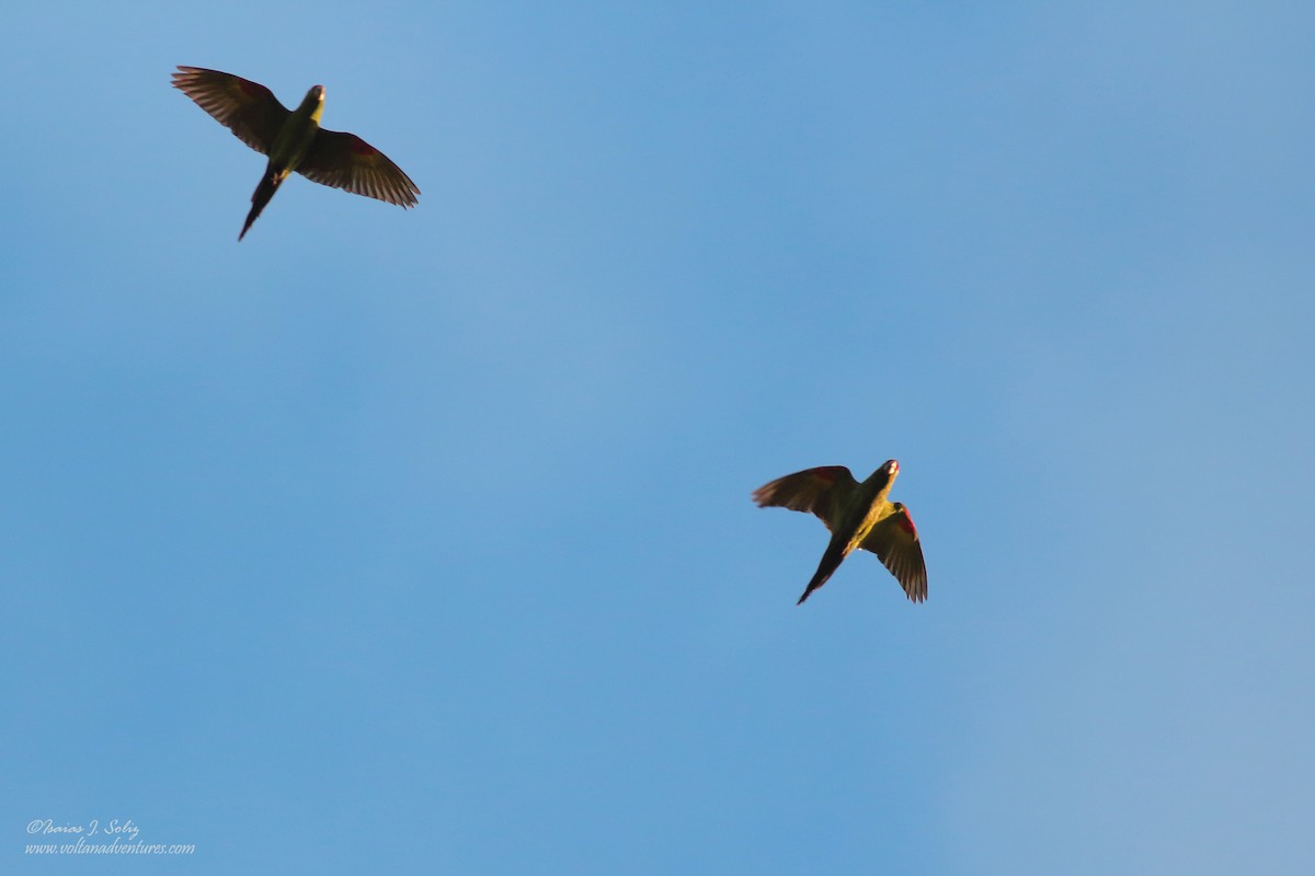 Crimson-fronted Parakeet - ML352406791