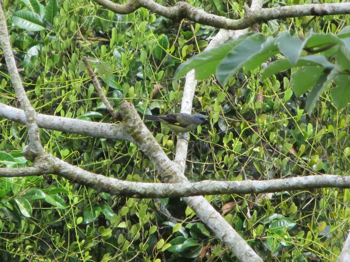 Yellow-winged Tanager - Shawn Loewen