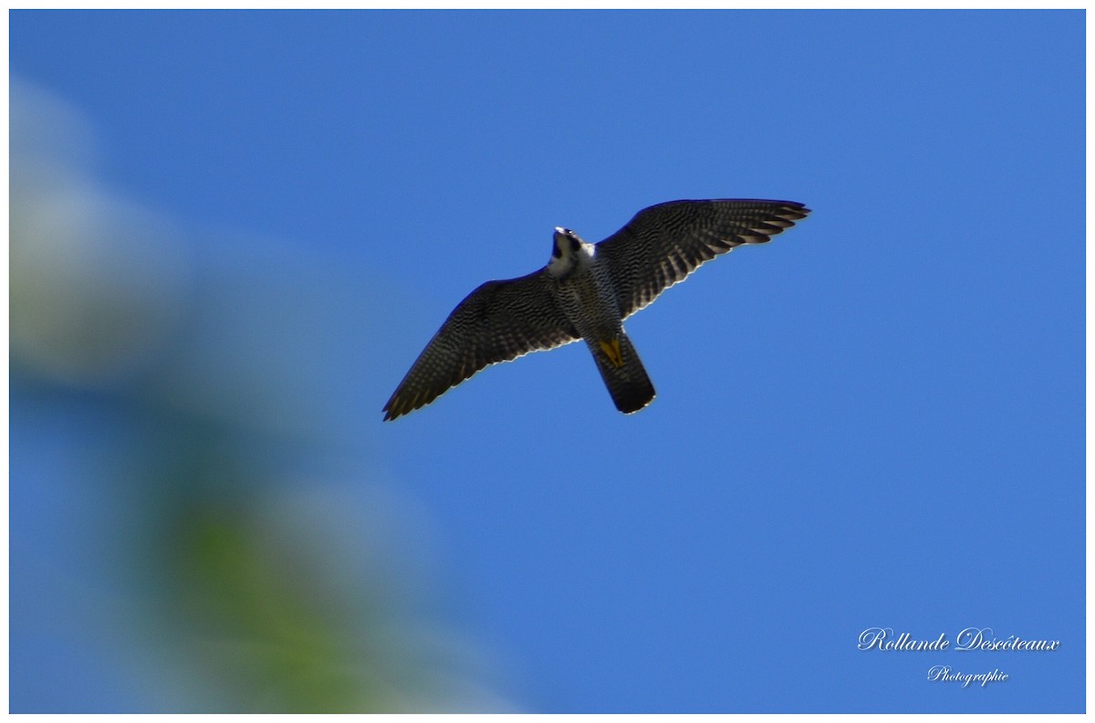 Peregrine Falcon - ML352408291