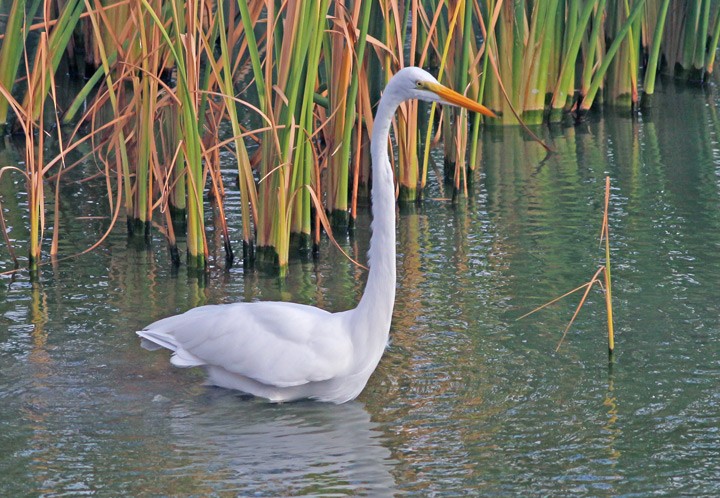 Great Egret - ML35240851