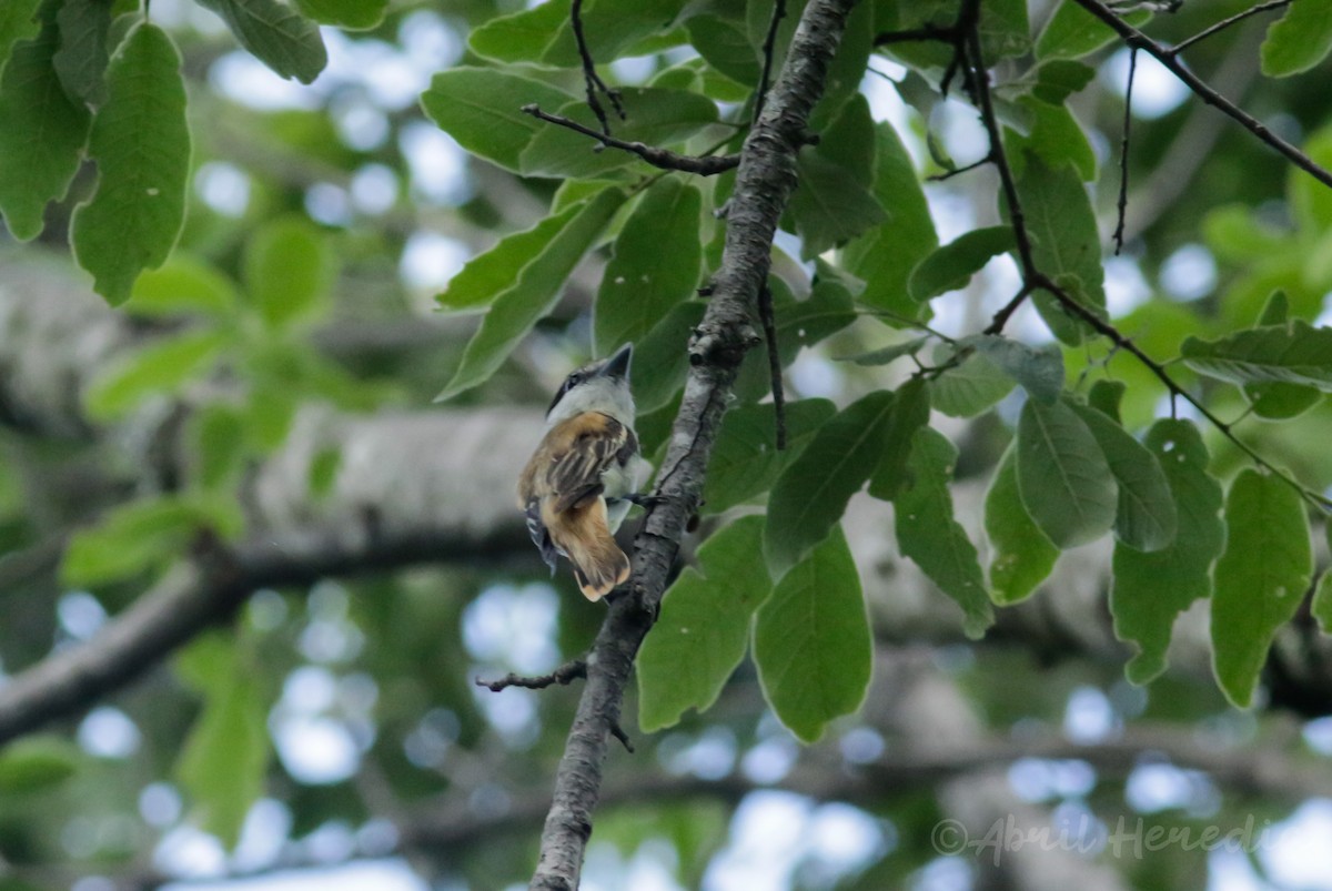 Anambé Mexicano (uropygialis) - ML352409401