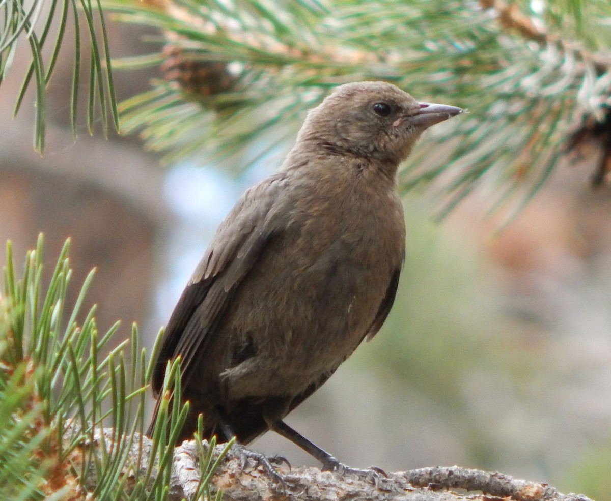 blackbird sp. - ML352409911