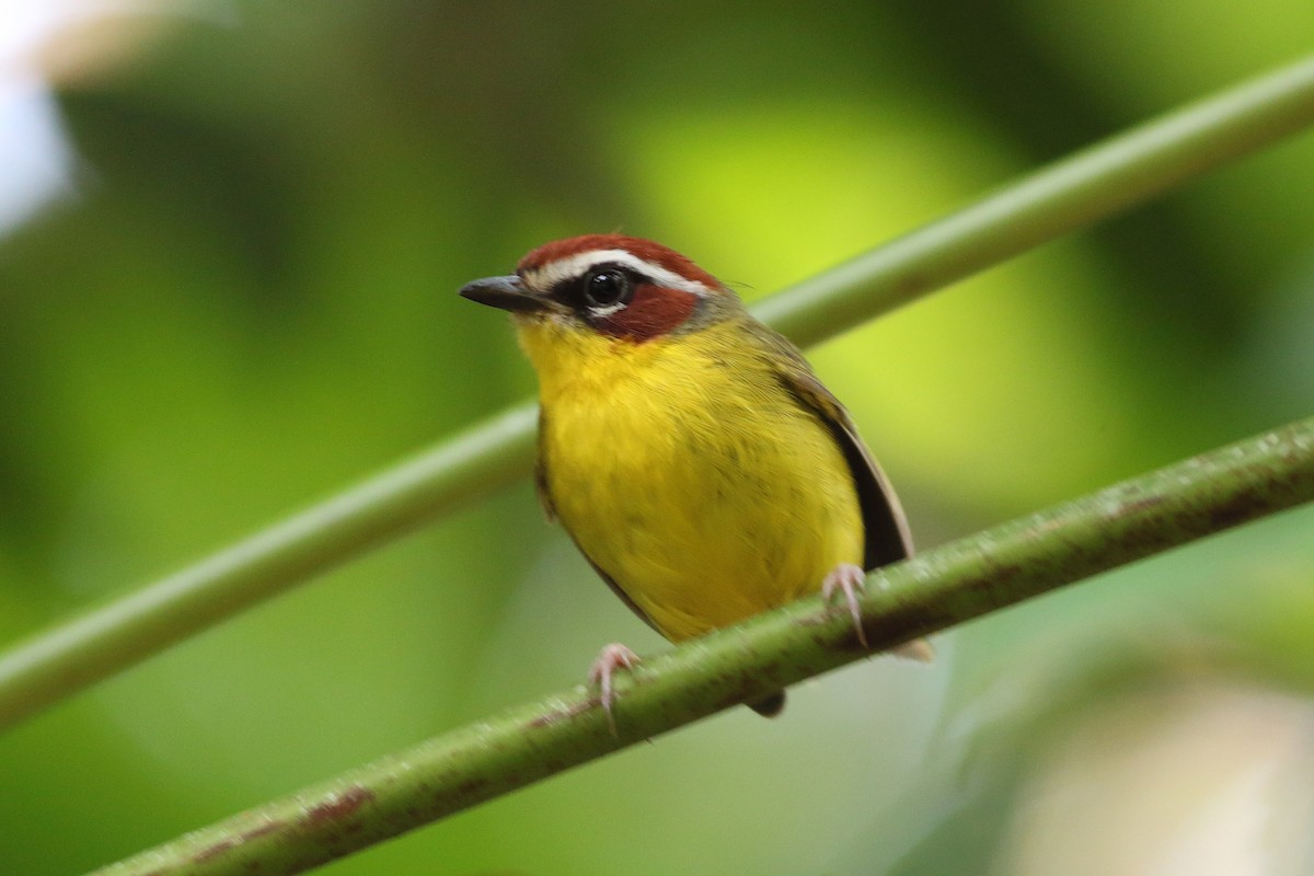 Chestnut-capped Warbler - ML352410041