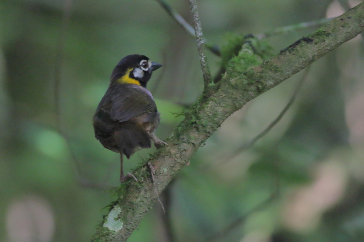 White-eared Ground-Sparrow - ML352410421