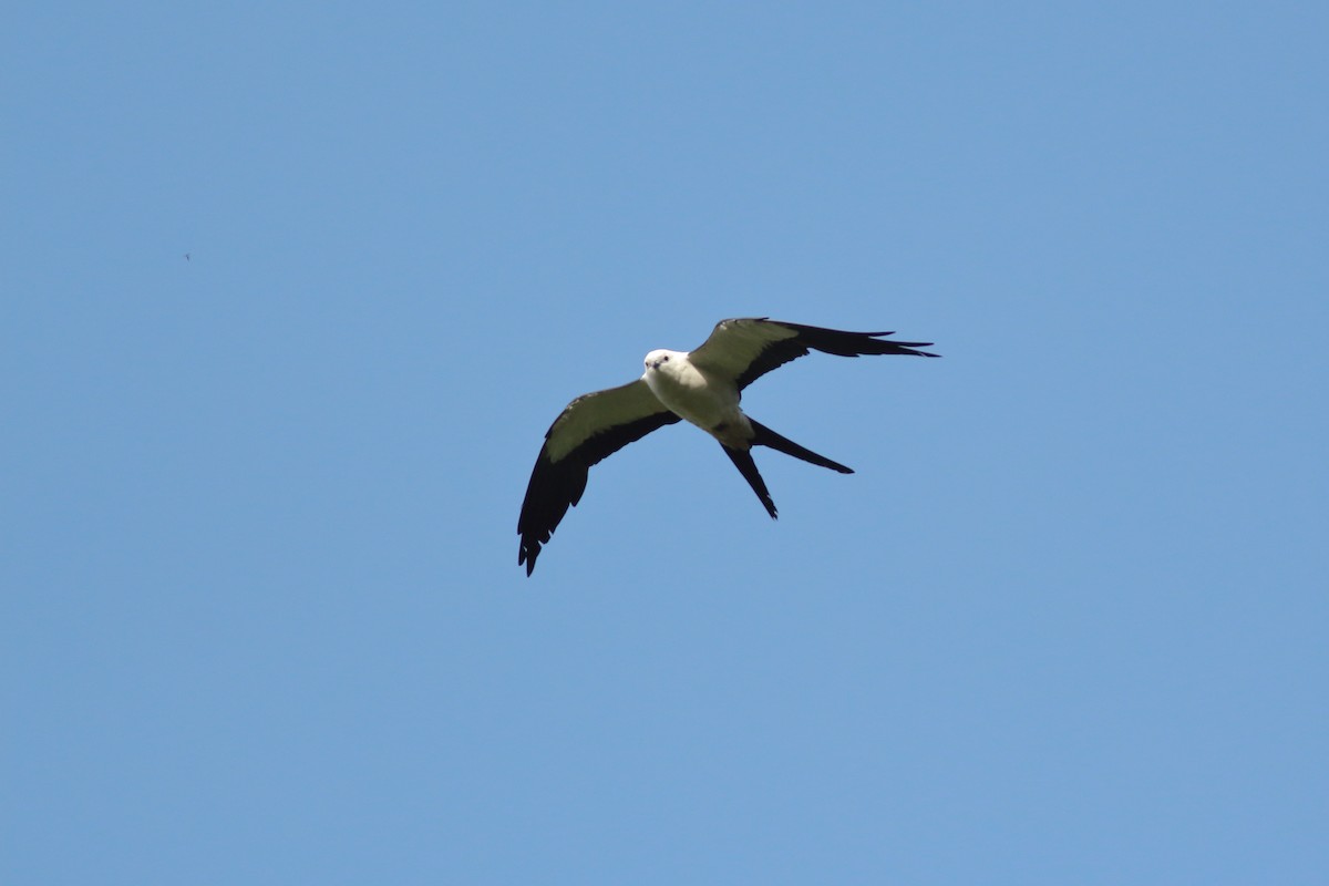 Swallow-tailed Kite - ML352411441