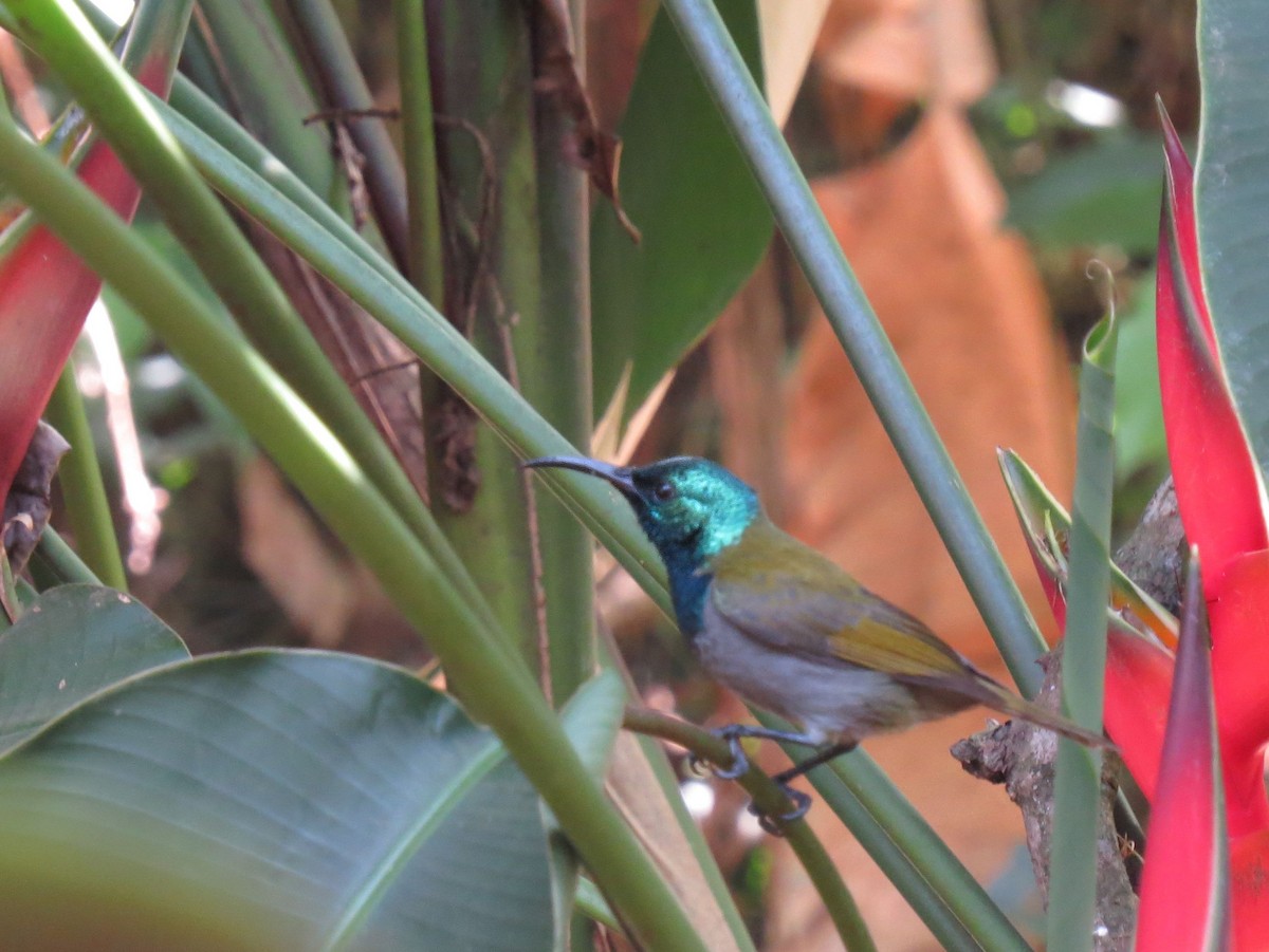 Green-headed Sunbird - ML35241211