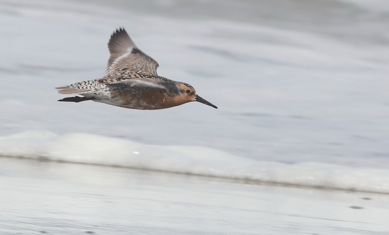 Red Knot - Mendocino SOS