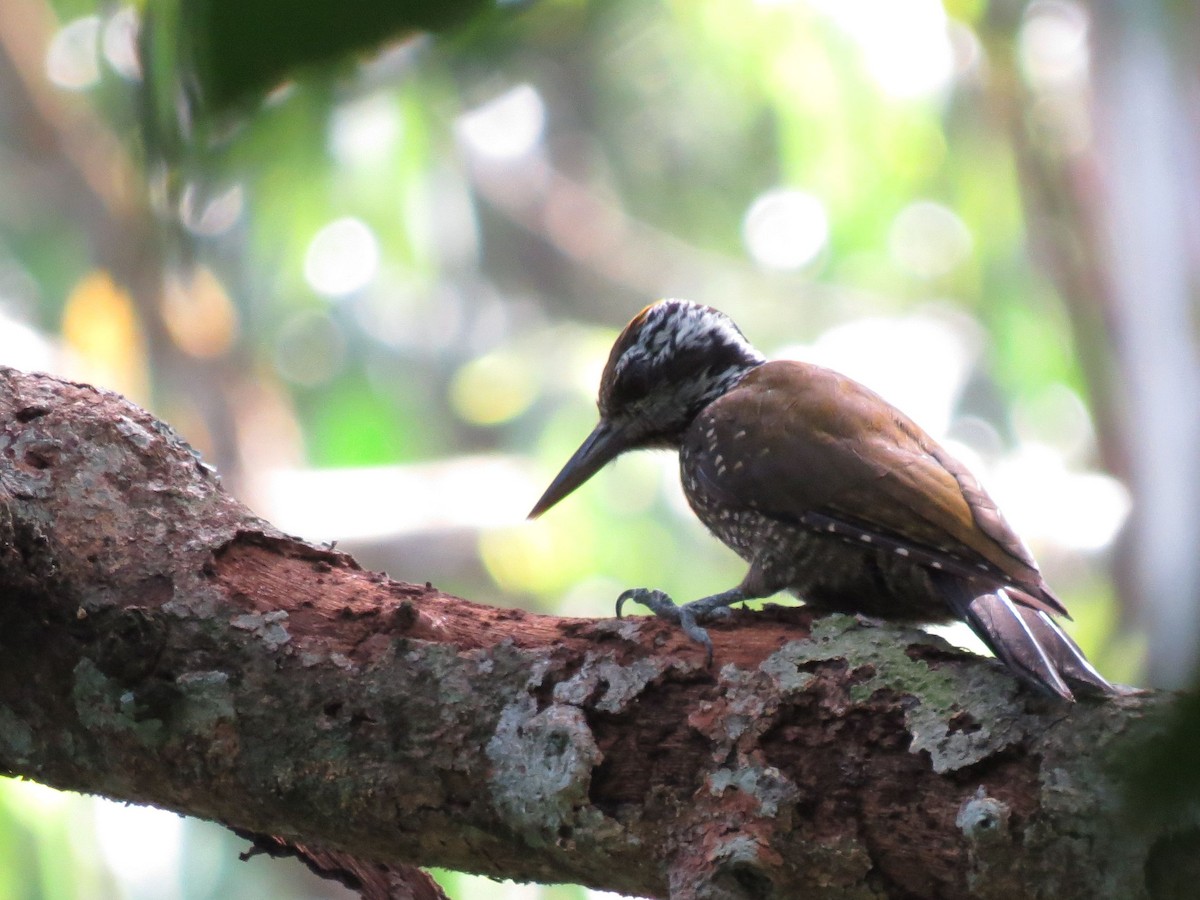 Golden-crowned Woodpecker - ML35241251