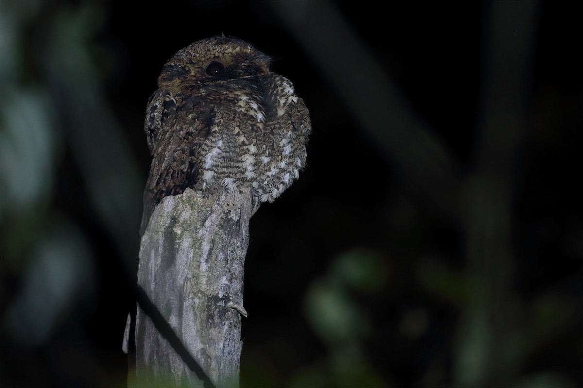 Silky-tailed Nightjar - ML352412851