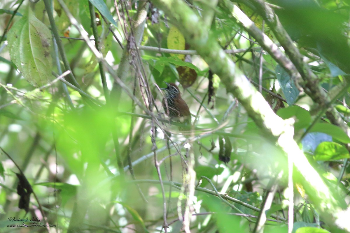 Stripe-breasted Wren - ML352412881