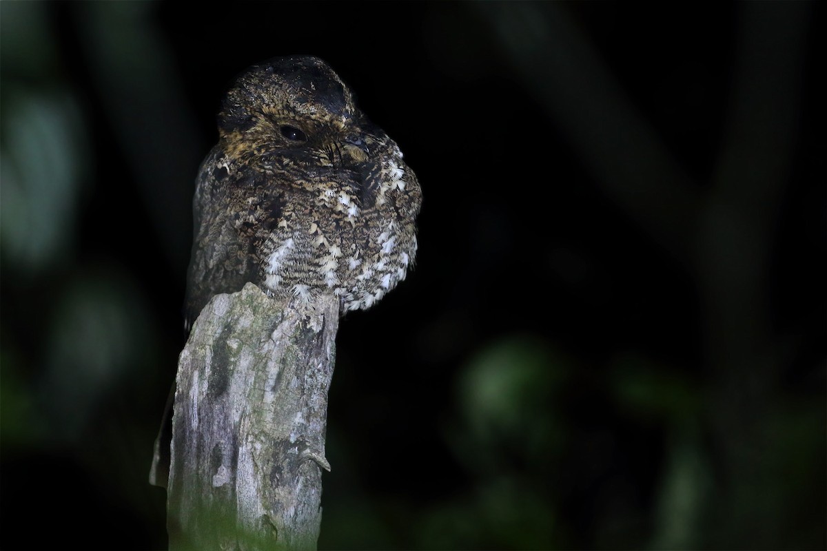 Silky-tailed Nightjar - ML352412961