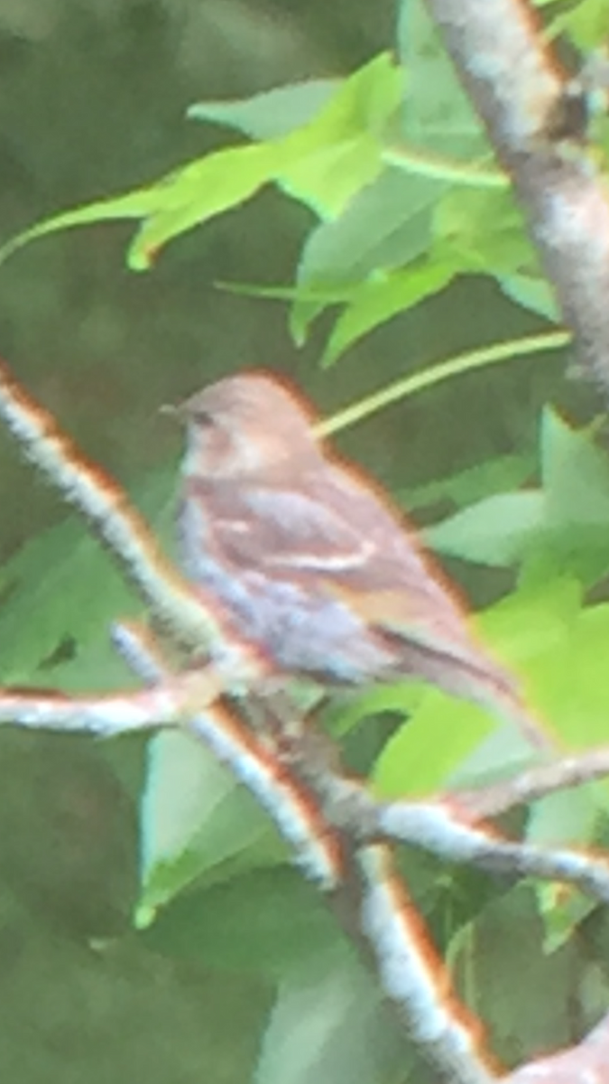 čížek severoamerický - ML352413211