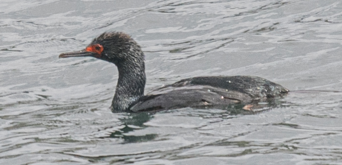 Magellanic Cormorant - ML352413241