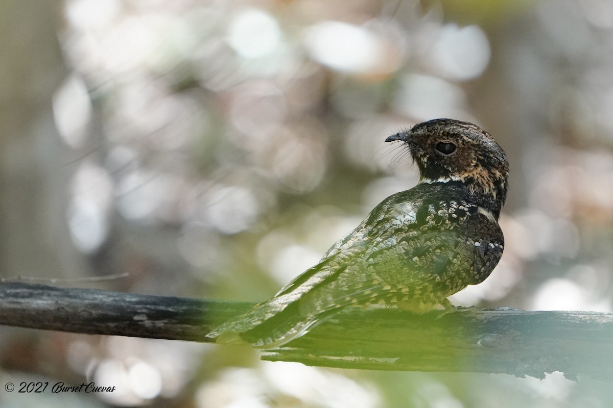 Puerto Rican Nightjar - ML352413391