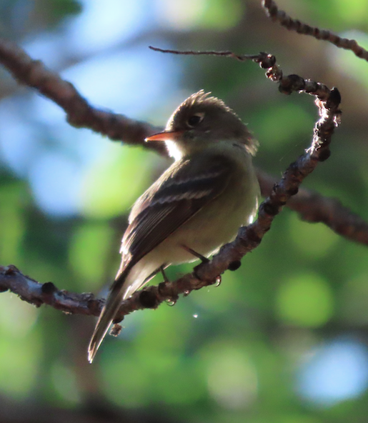 Western Flycatcher - ML352413741