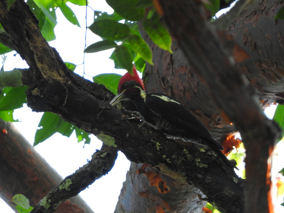 Lineated Woodpecker (Lineated) - ML352416331