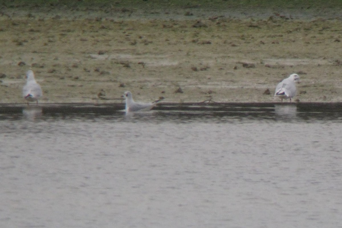 Bonaparte's Gull - ML35241891