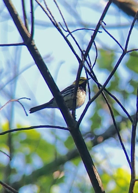 Black-throated Green Warbler - ML352420981