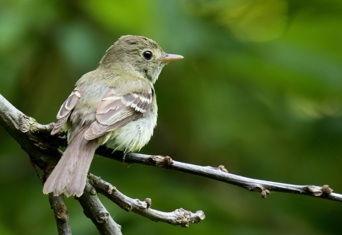 Acadian Flycatcher - ML352423391