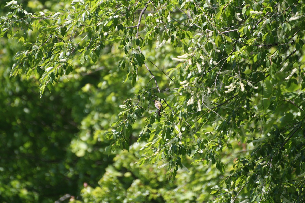 Orchard Oriole - ML352423711