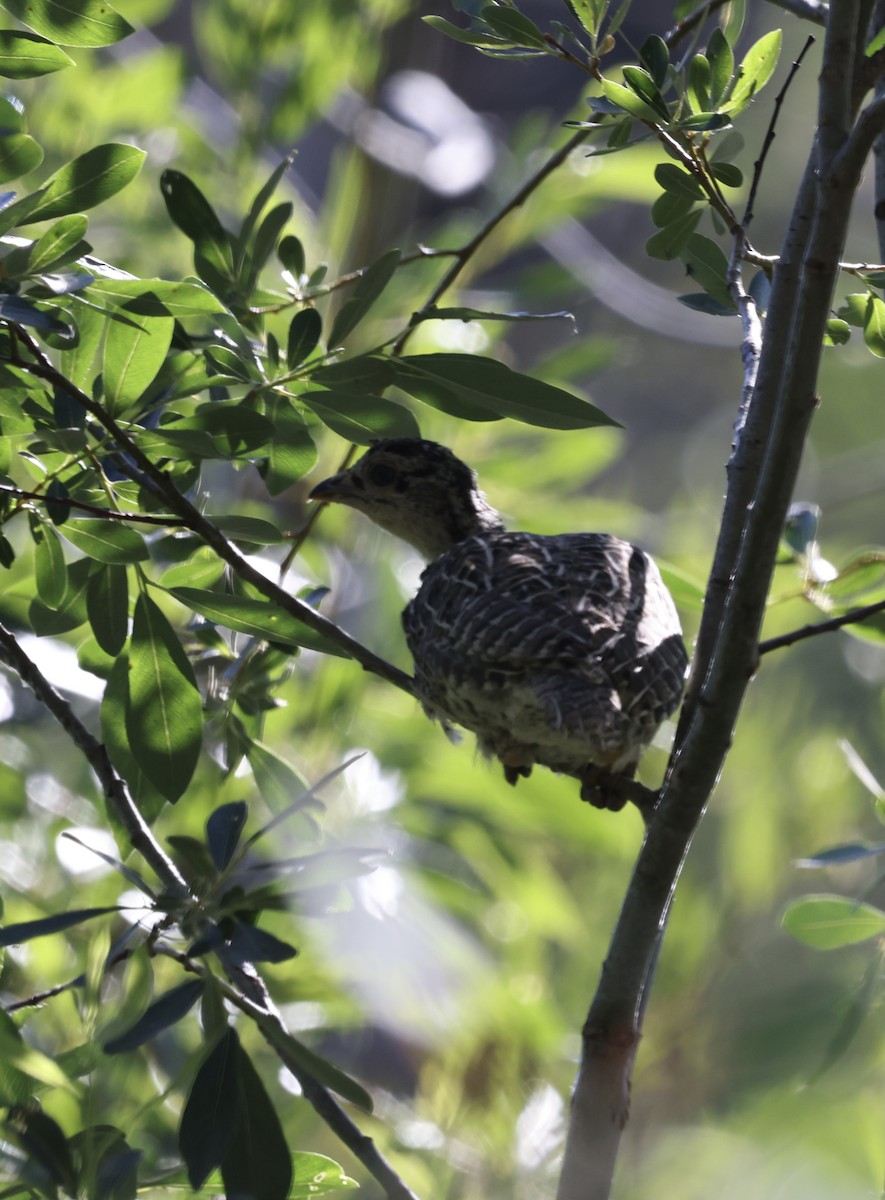 Sooty Grouse - ML352425591