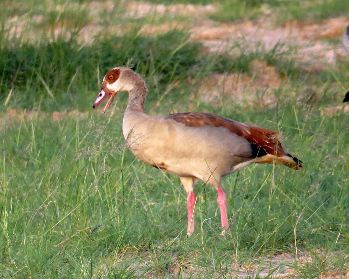 Egyptian Goose - Pam Campbell