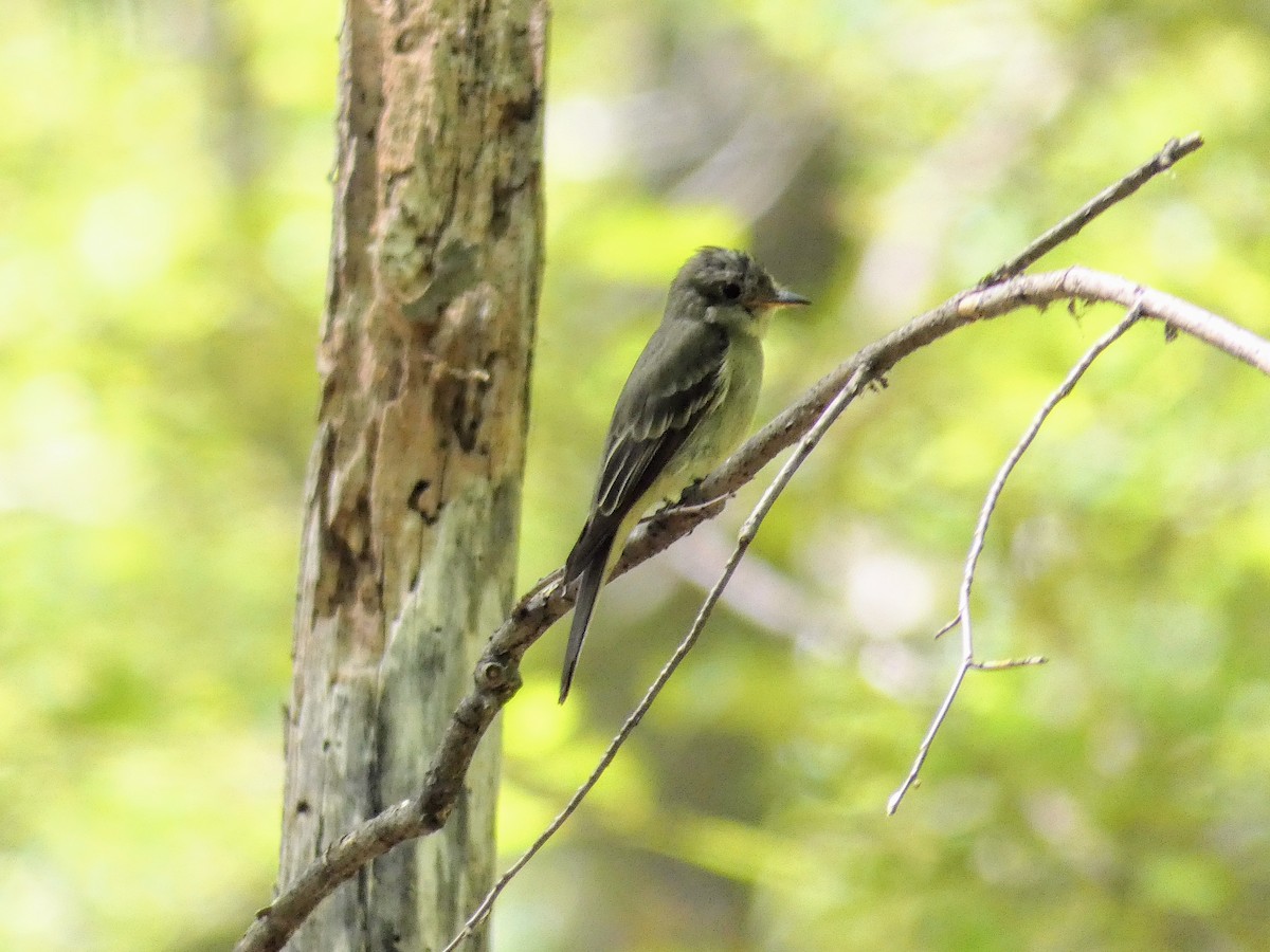 Eastern Wood-Pewee - ML352430551