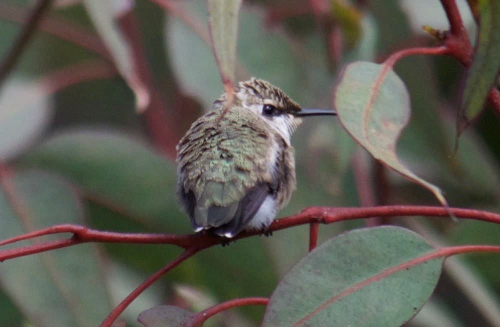 Black-chinned Hummingbird - ML35243081