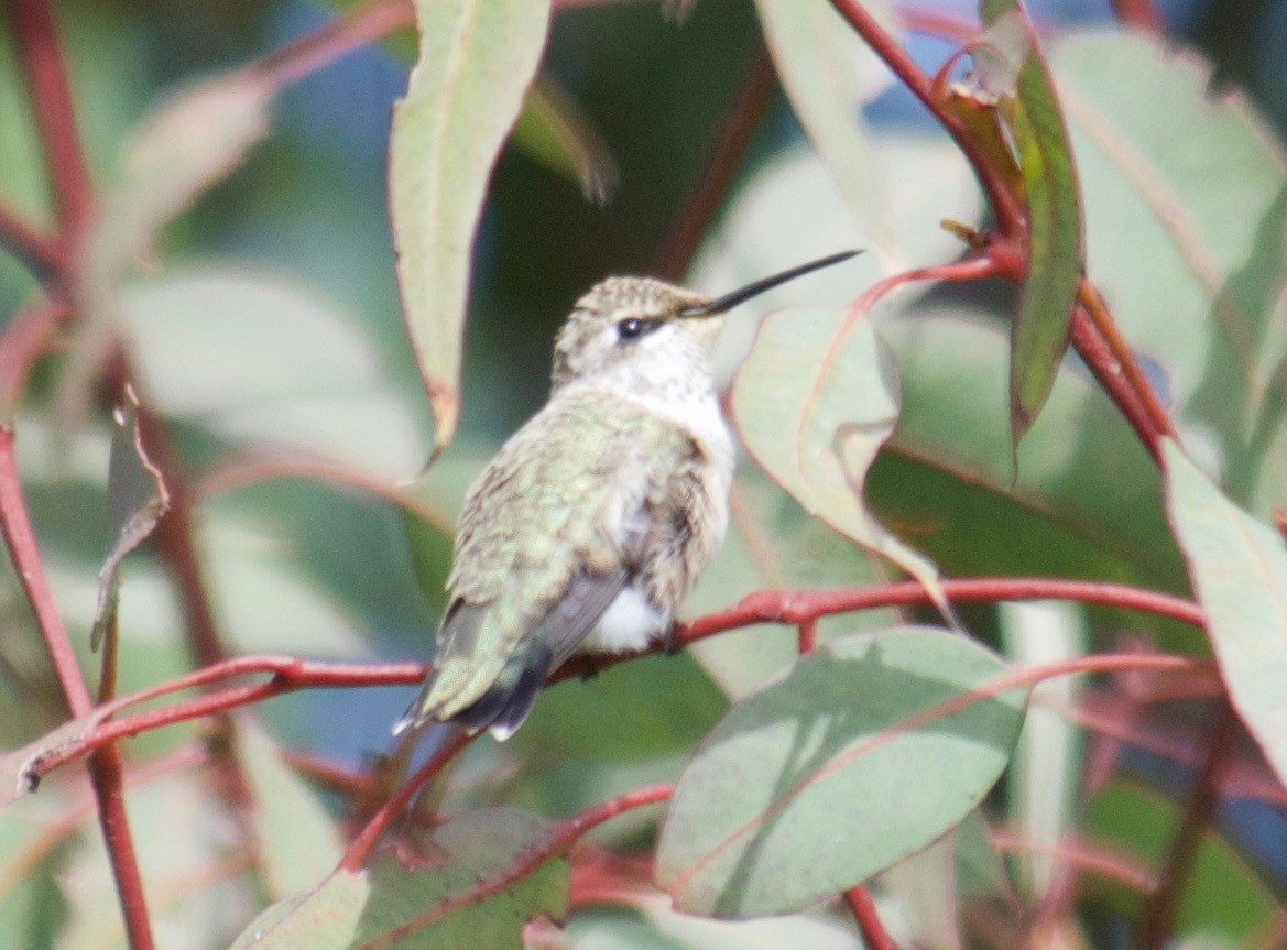 Black-chinned Hummingbird - Will Knowlton