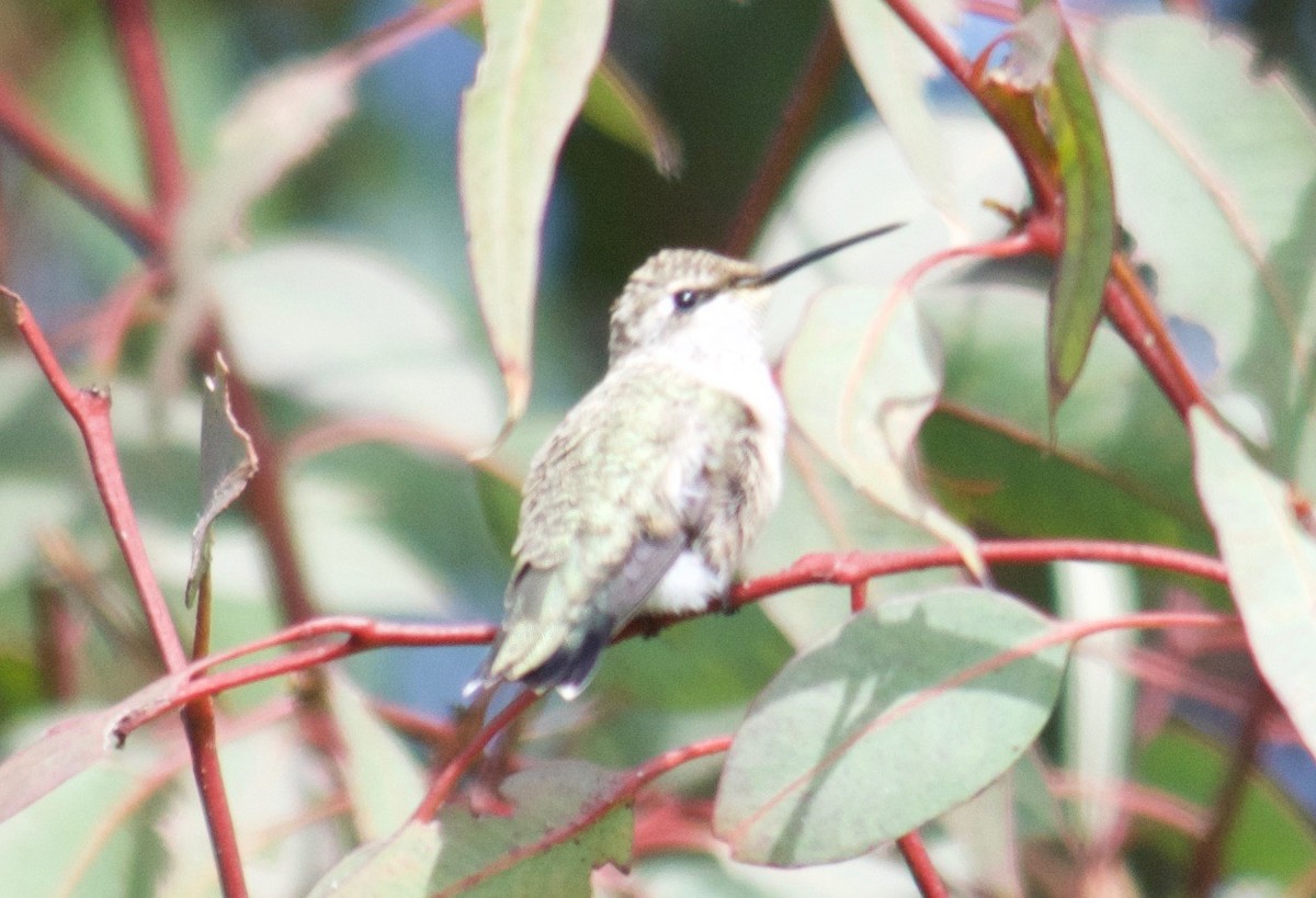 Black-chinned Hummingbird - ML35243101