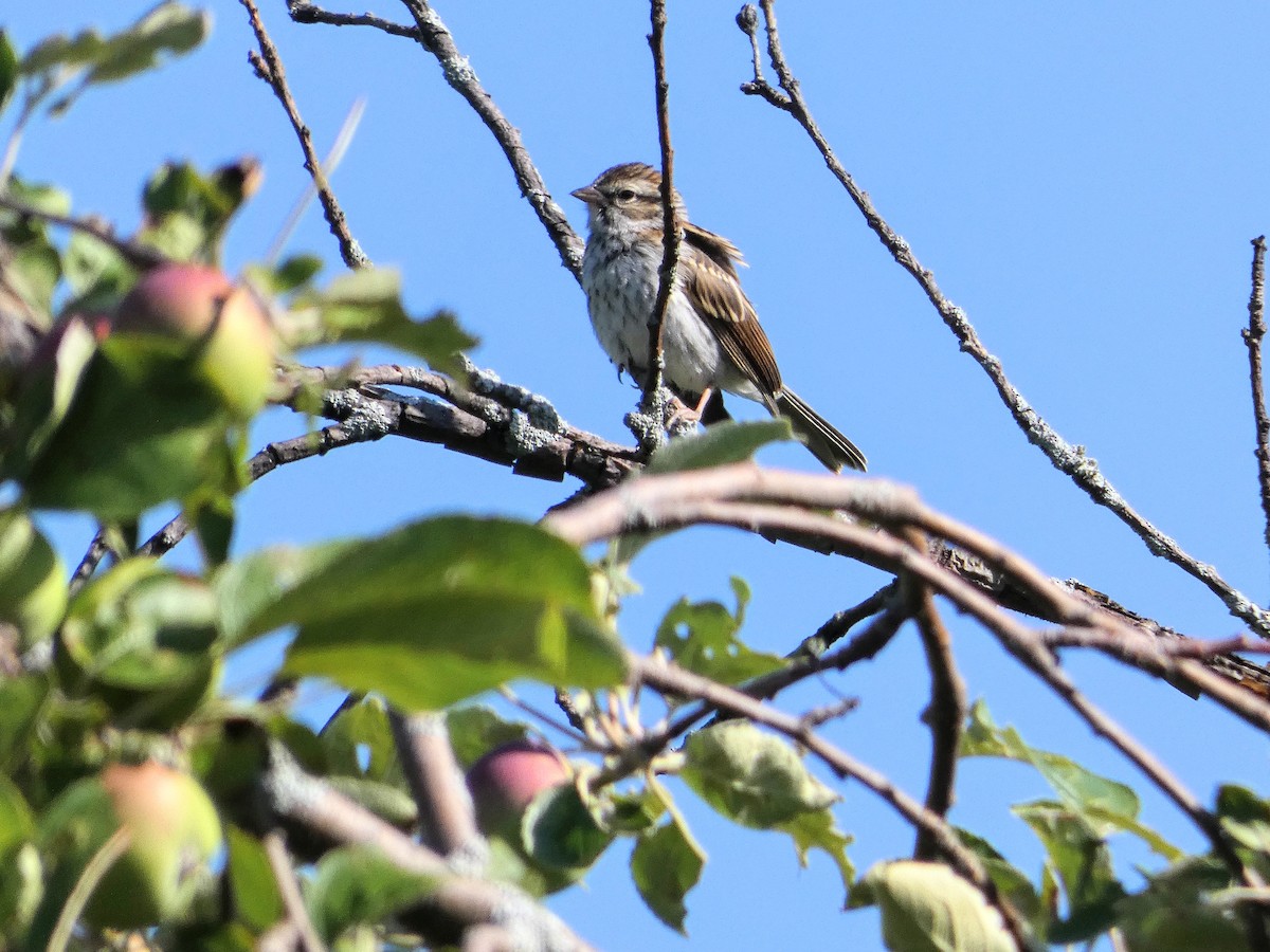 Chipping Sparrow - Tania Mohacsi