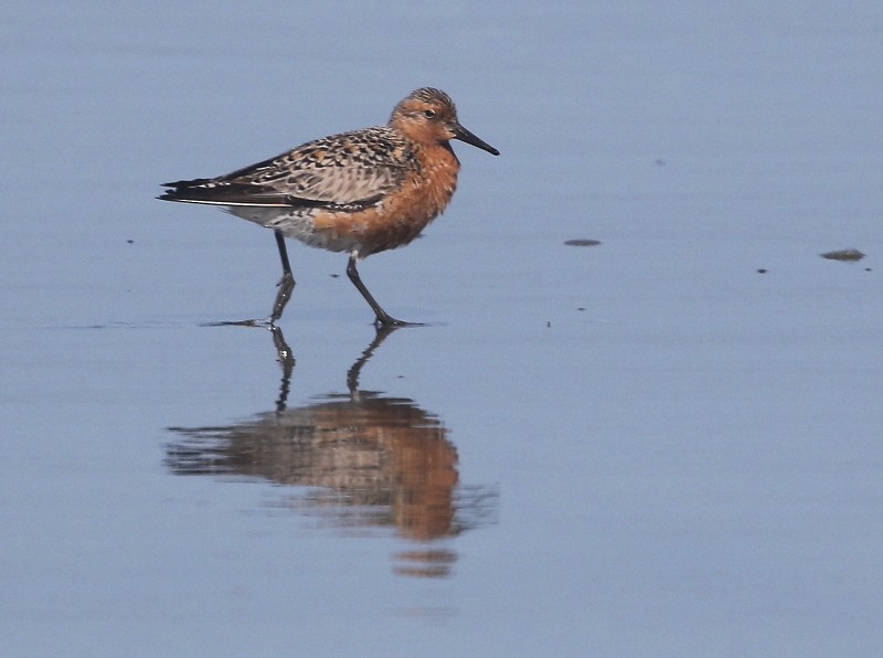 Red Knot - Mendocino SOS