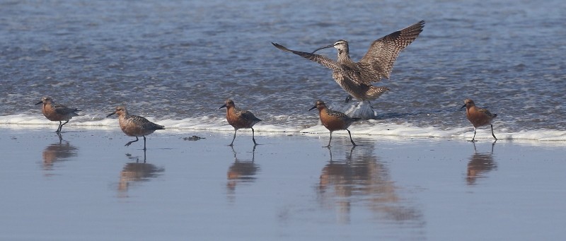 Red Knot - Mendocino SOS