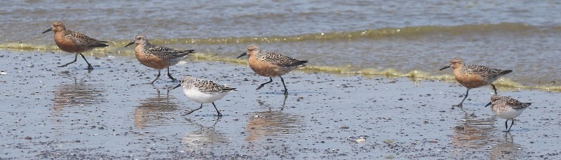 Red Knot - Mendocino SOS