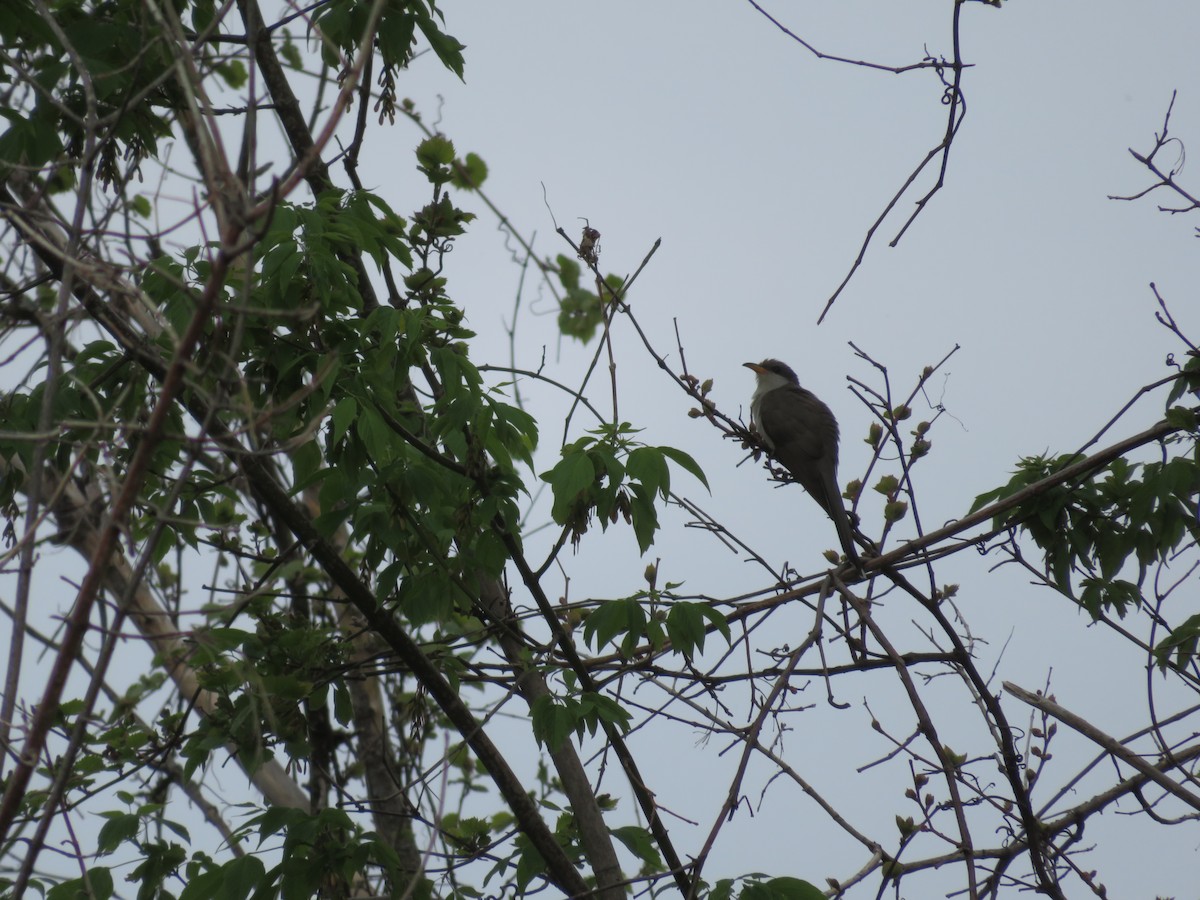 Yellow-billed Cuckoo - ML352433751