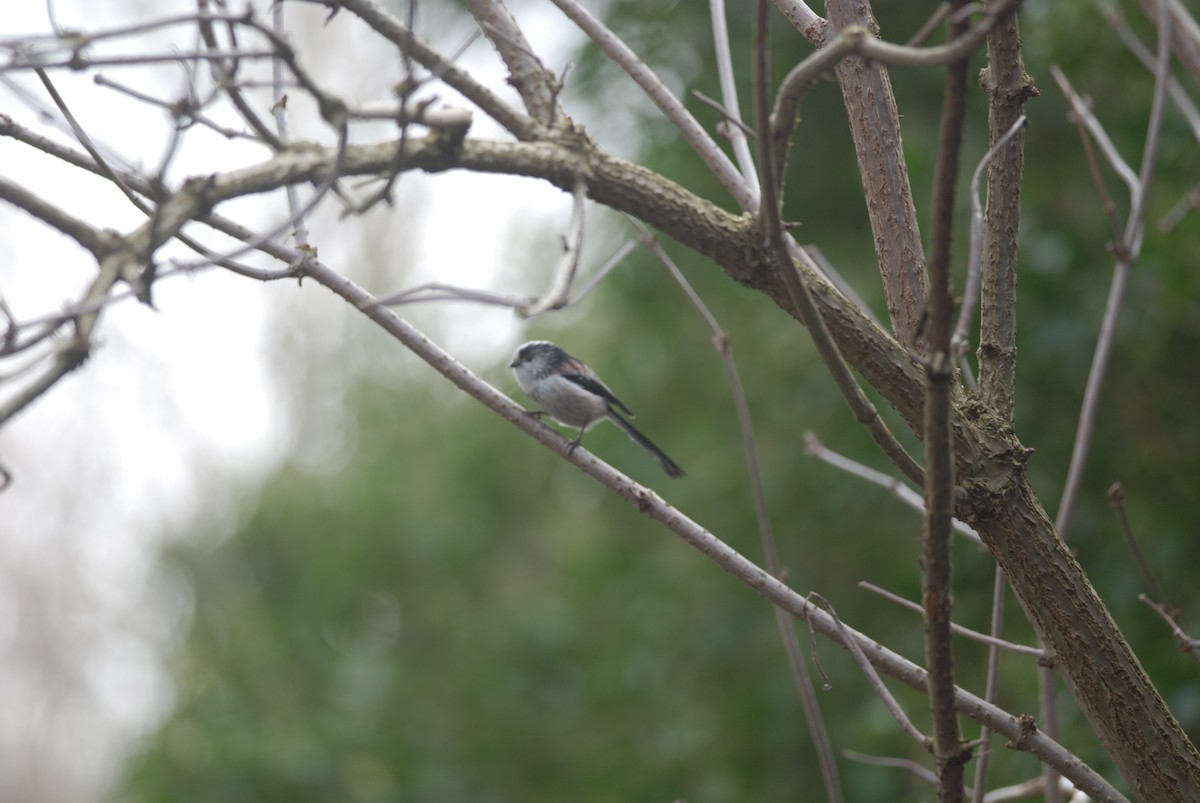 Long-tailed Tit - Joshua Vandermeulen