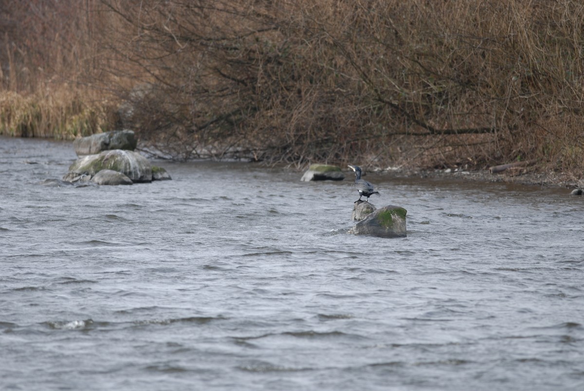 Great Cormorant - ML35243501