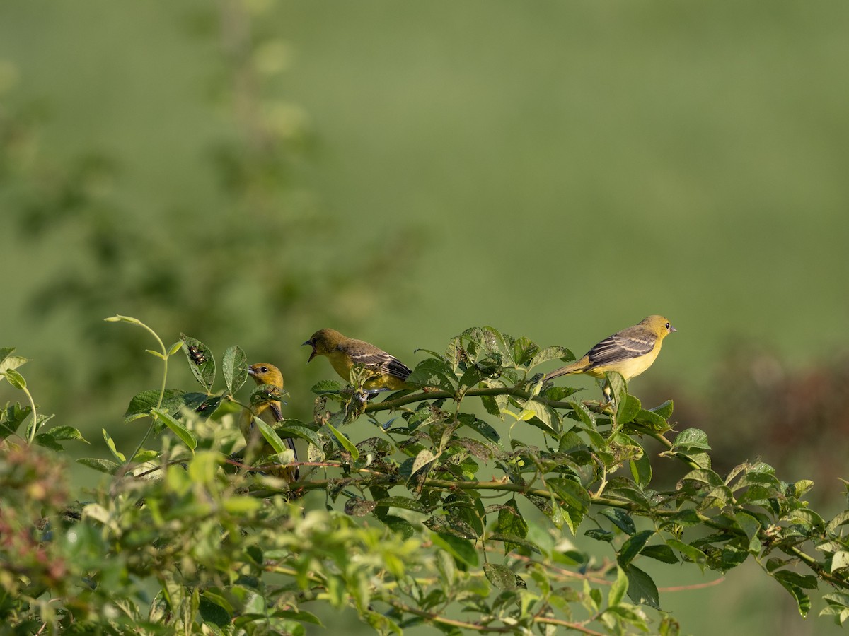 Orchard Oriole - ML352438381