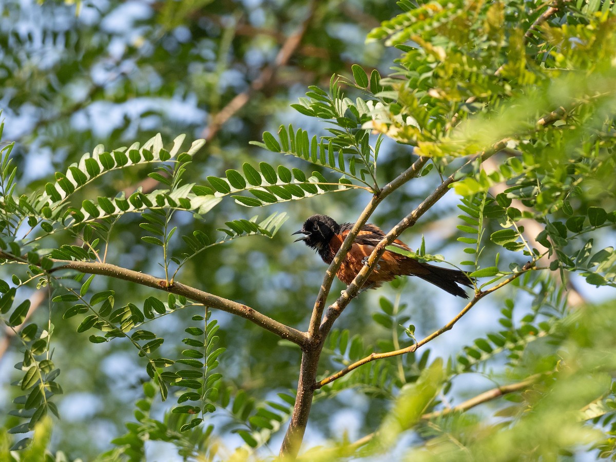 Orchard Oriole - ML352438431