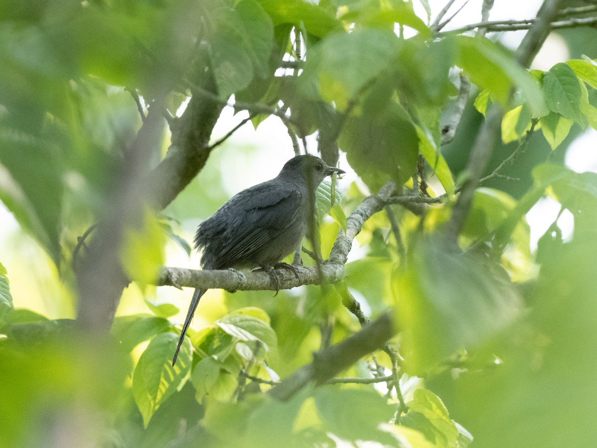 Pájaro Gato Gris - ML352439081