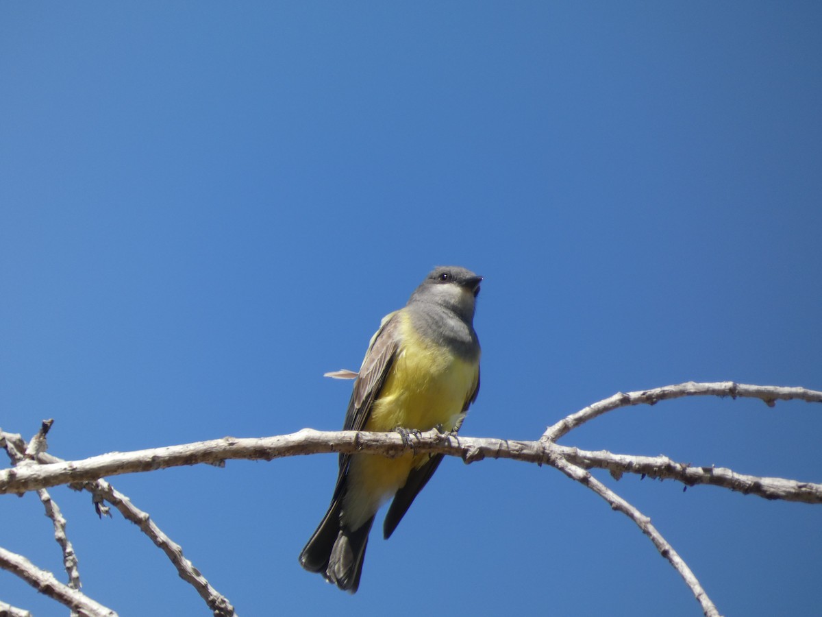 Cassin's Kingbird - ML352441381