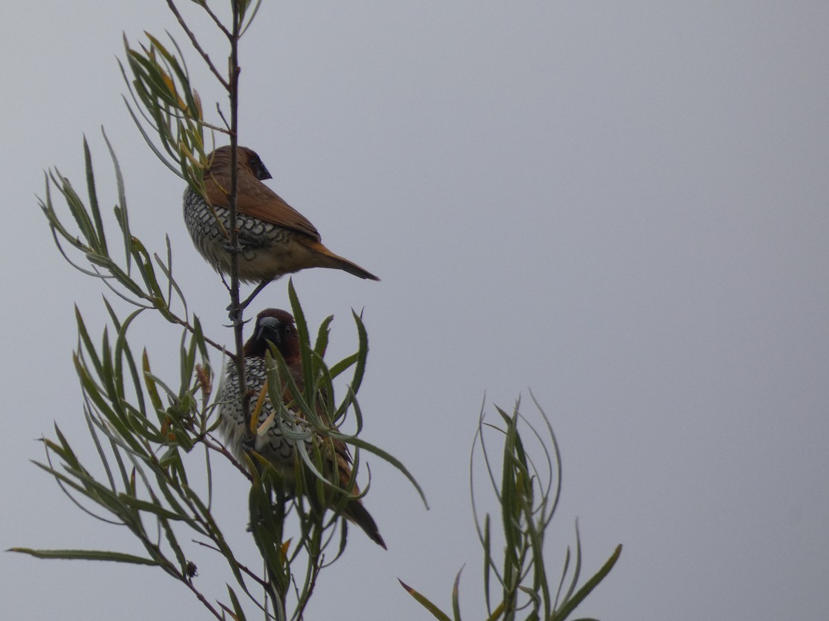 Scaly-breasted Munia - ML352441721