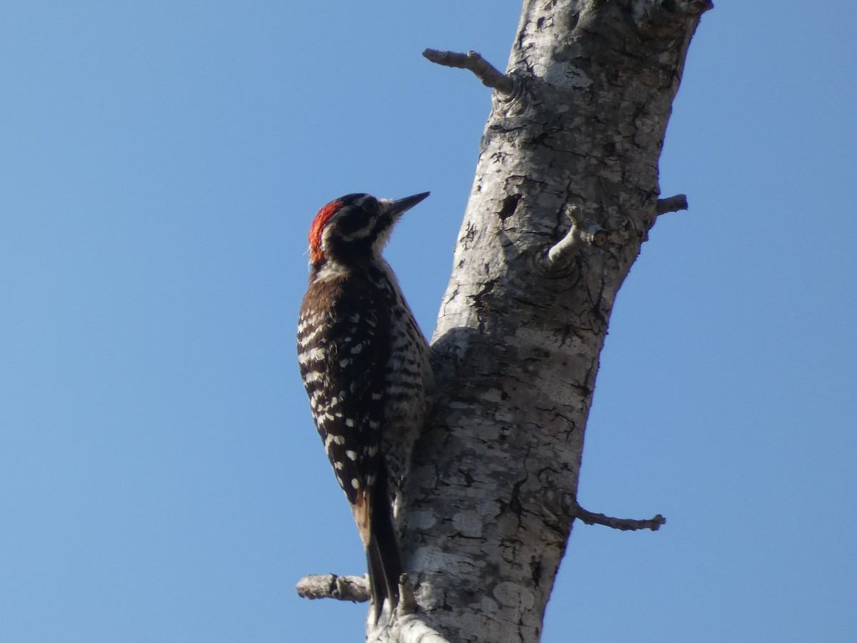 Nuttall's Woodpecker - ML352441921