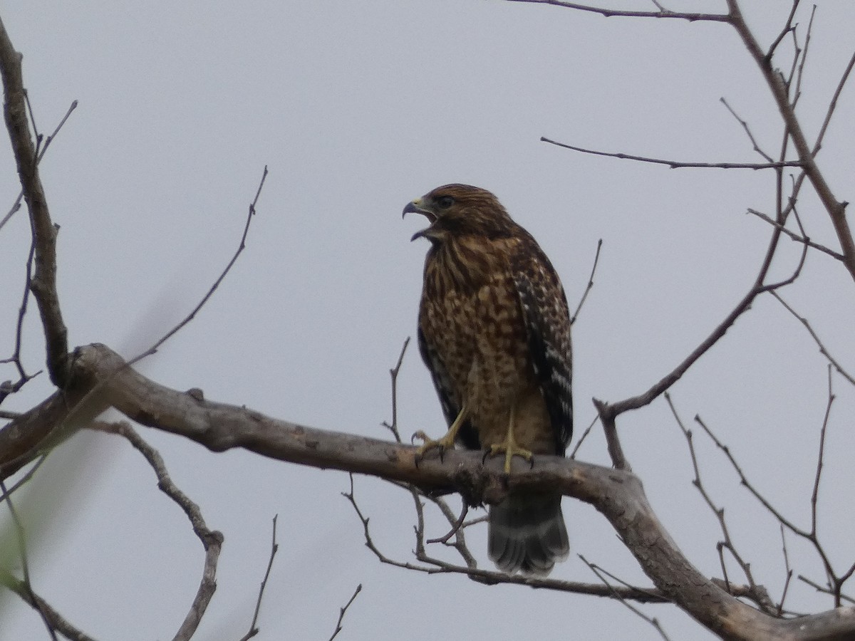 Red-shouldered Hawk - ML352443891